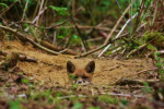 Jonge vos (Vulpes vulpes) bij hol, Ermelo
